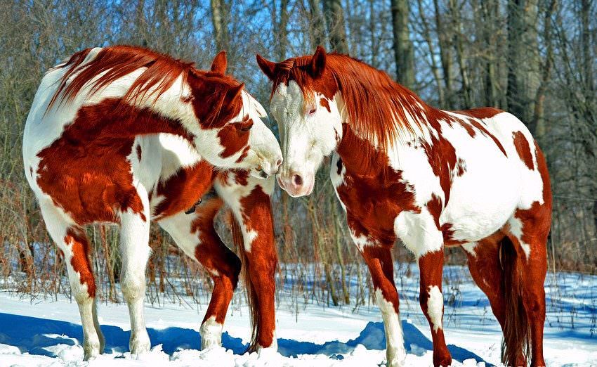 Top 10 most beautiful horses on the planet!