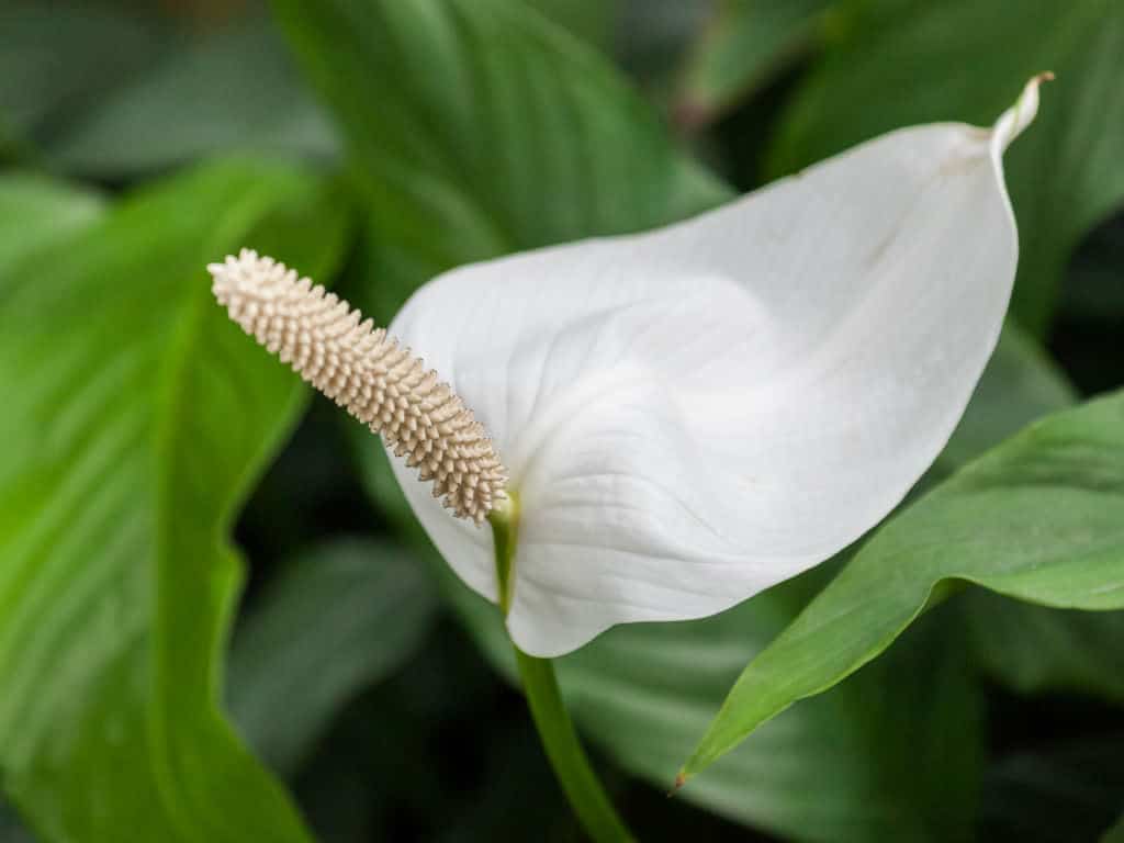 Spathiphyllum home: how to care for a plant properly