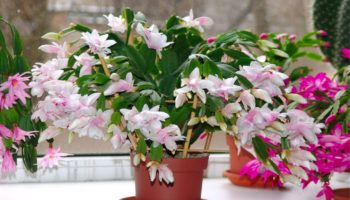 What house plants bloom - 8 amazing species