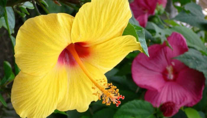 How to care for hibiscus at home