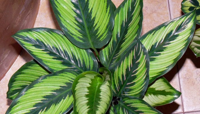 Paano alagaan ang calathea sa bahay