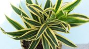 Dracaena and her care