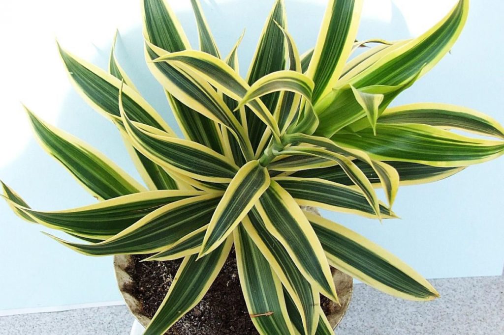 Dracaena and her care