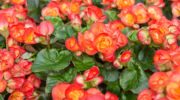 Begonia. Care and reproduction