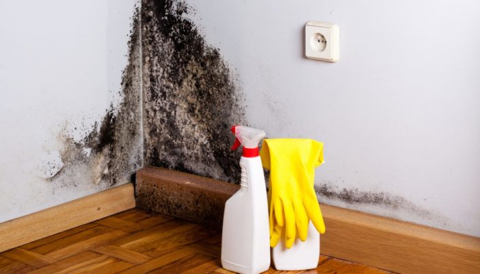 How to get rid of mold in the apartment?